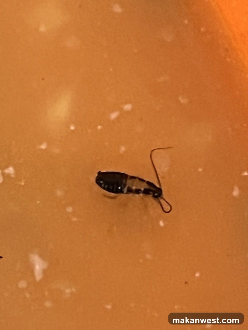 Insect on Surface